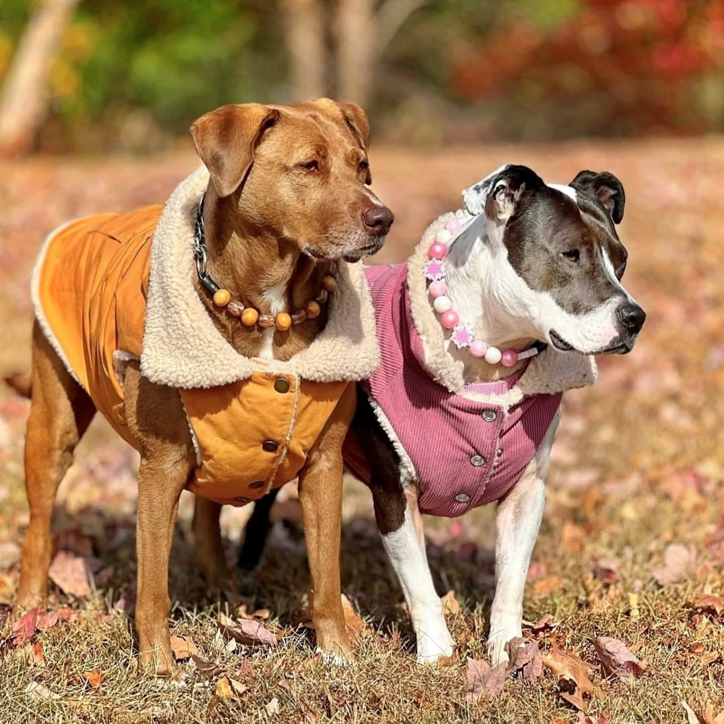 Workdog Insulated Utility Jacket - Brown - Image 9