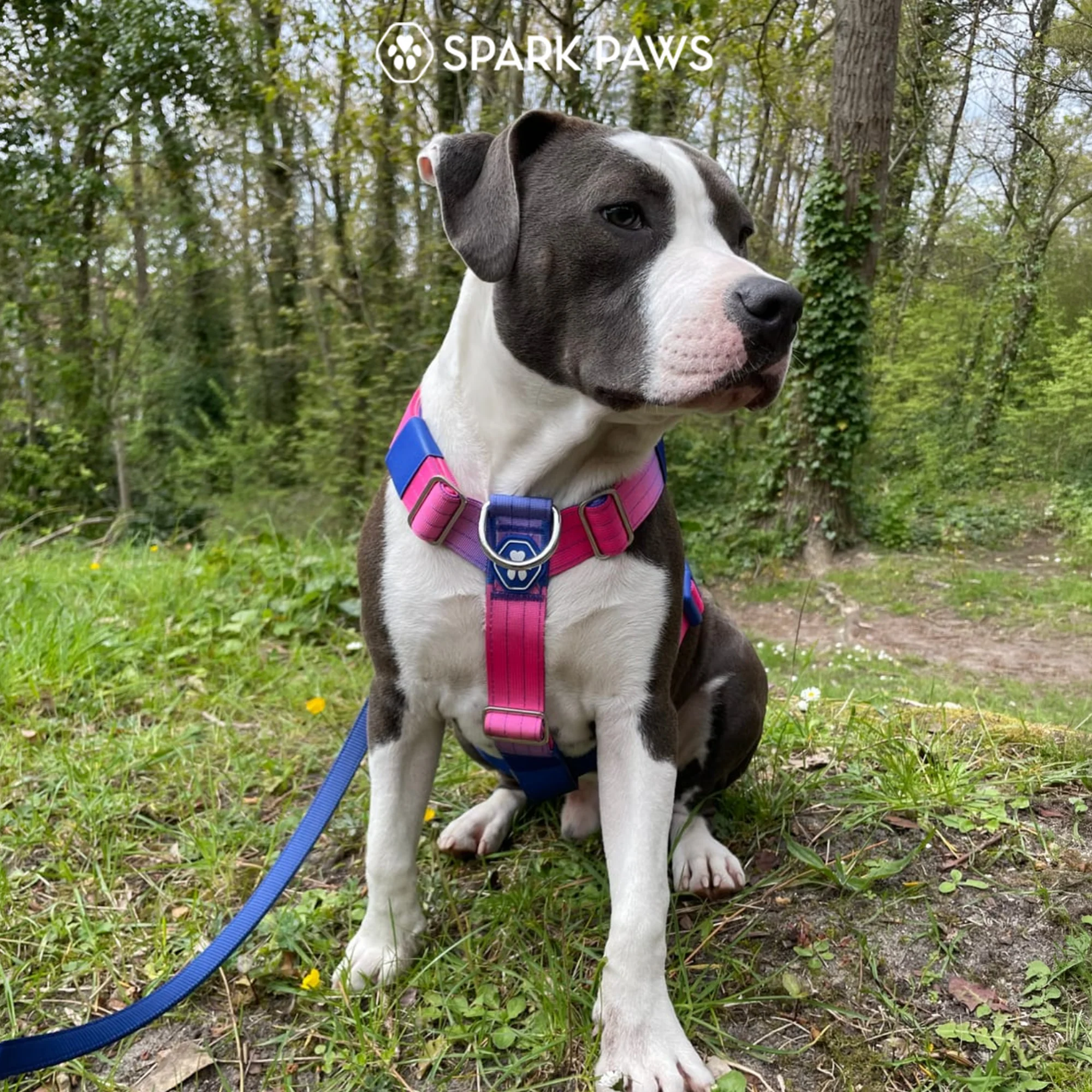 Comfort Control No-Pull Harness Sets - Image 41