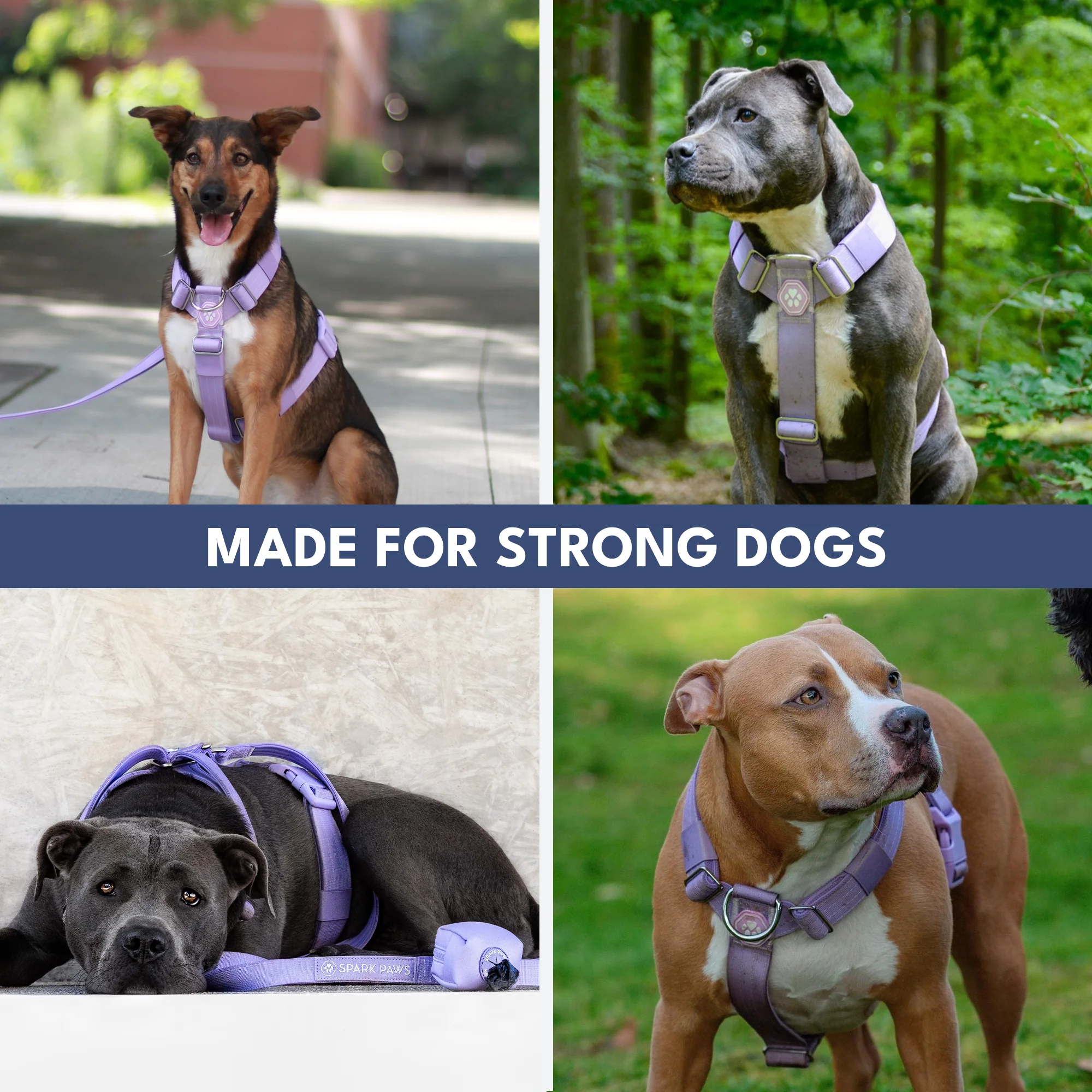Comfort Control No-Pull Dog Harness Set - Lilac - Image 6