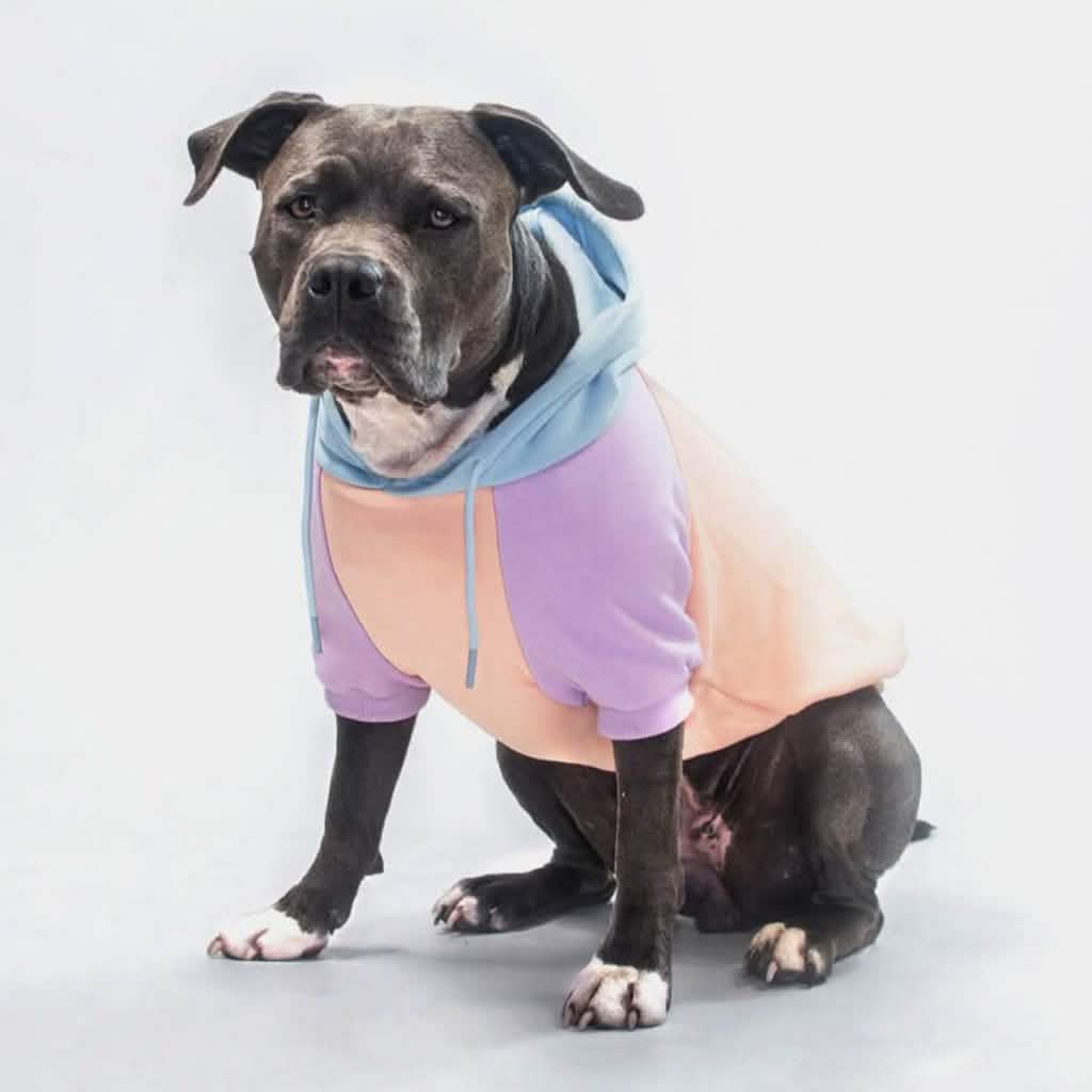 Cotton Candy Dog Hoodie - Image 6