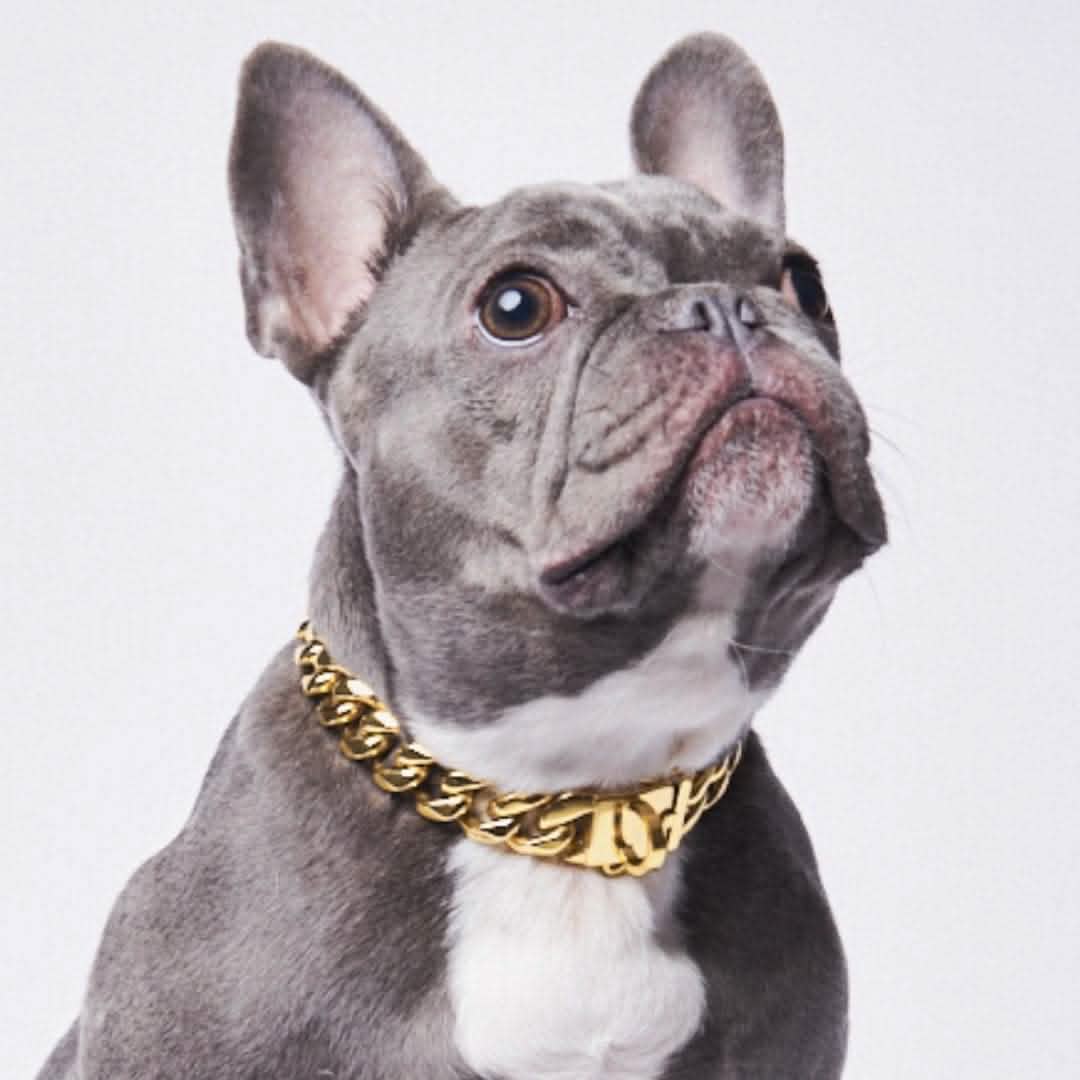 Cuban Link Chain Dog Collar - Gold - Image 2