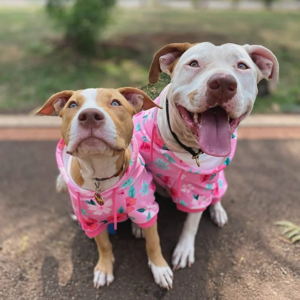 Dog Hoodie Prints - Image 30