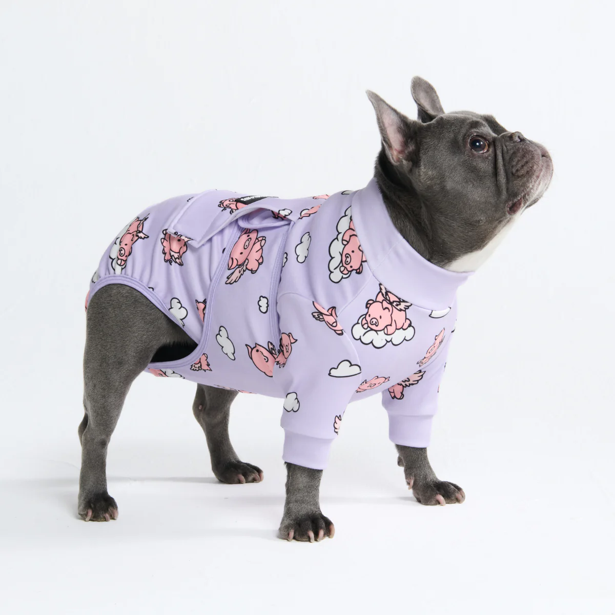 Dog Surgical Suit - When Pigs Fly - Image 11