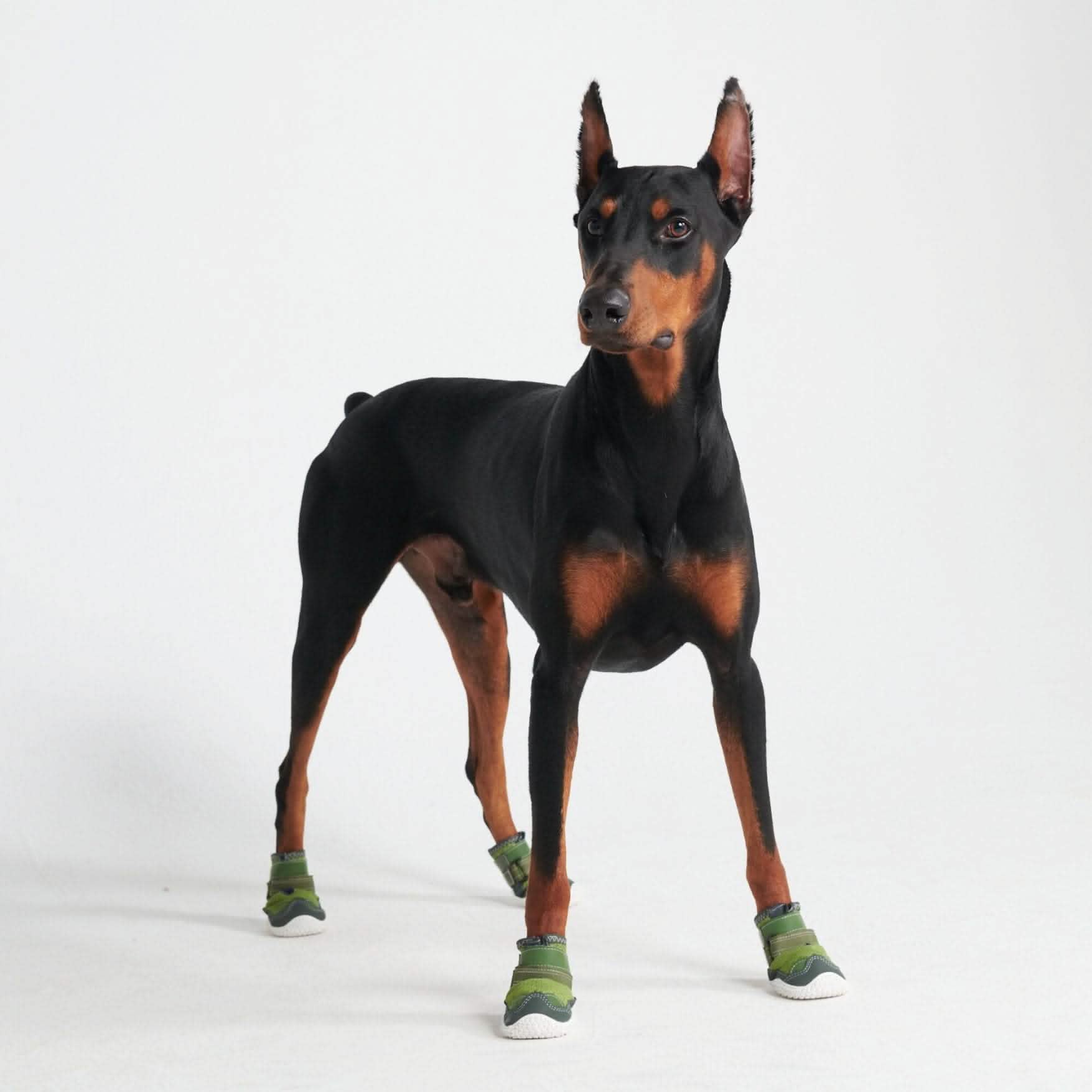 Hot Pavement Pawtector Dog Shoes - Green - Image 3