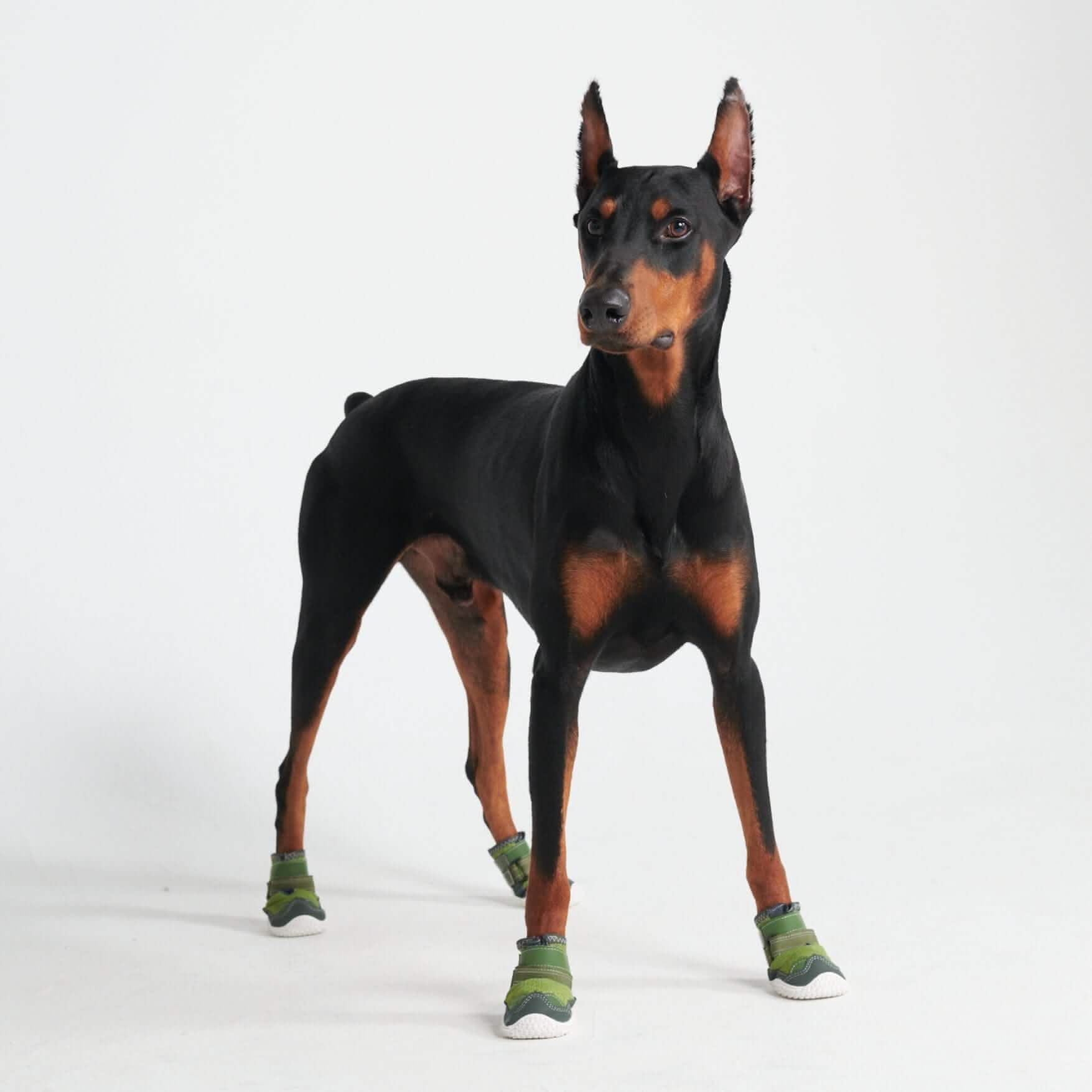 Hot Pavement Pawtector Dog Shoes - Image 11