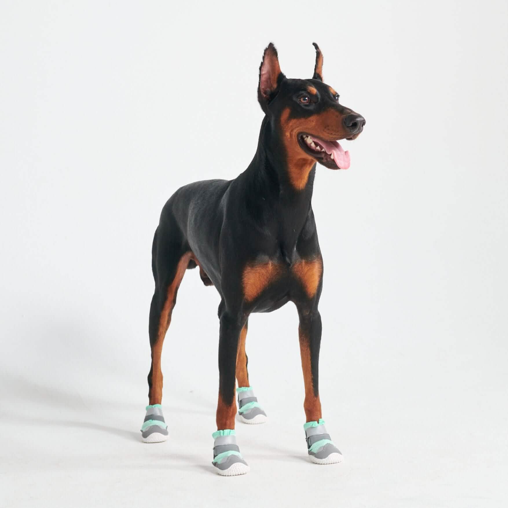 Hot Pavement Pawtector Dog Shoes - Image 16