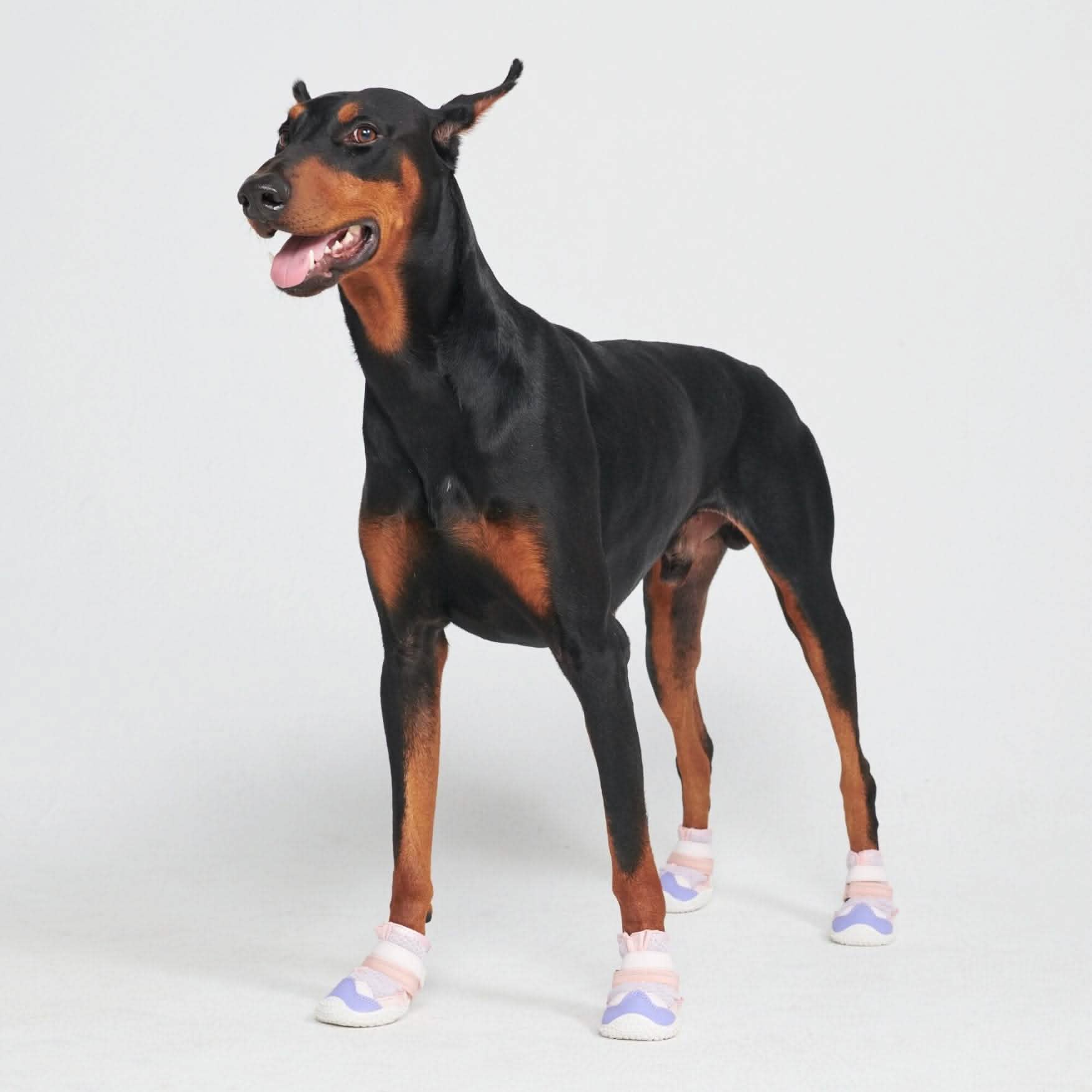 Hot Pavement Pawtector Dog Shoes - Image 5