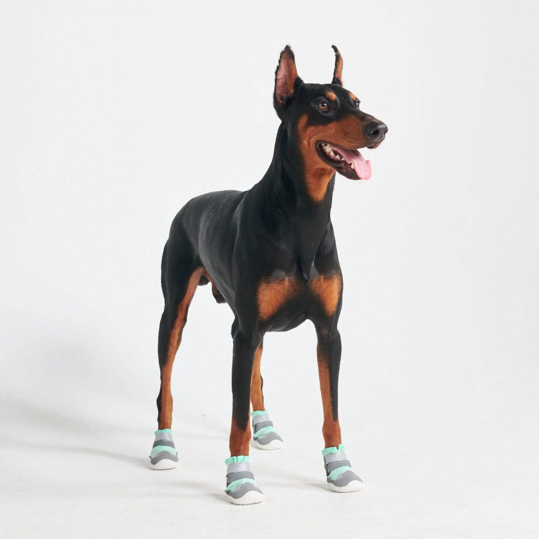 Hot Pavement Pawtector Dog Shoes - Teal - Image 6