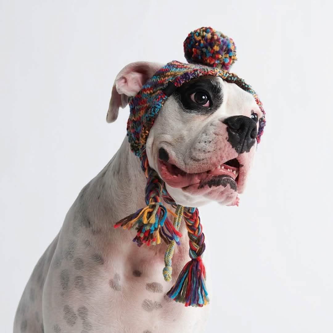 Knit Pom Pom Dog Beanie Hats - Image 4