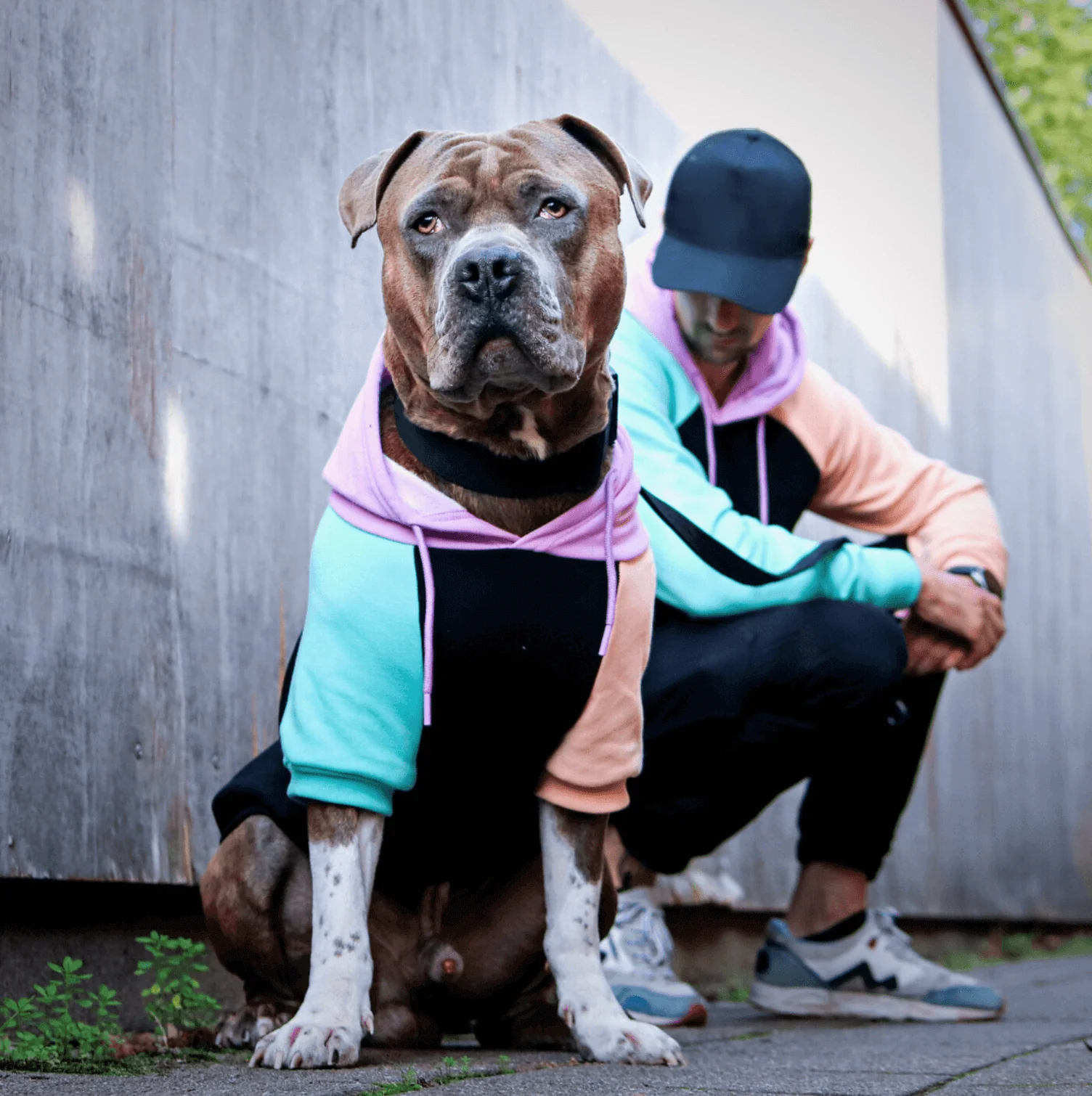 Color Block Dog Hoodies - Image 13