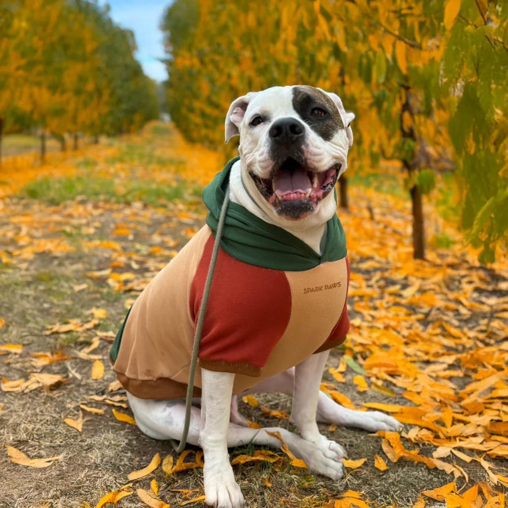 Color Block Dog Hoodies - Image 62