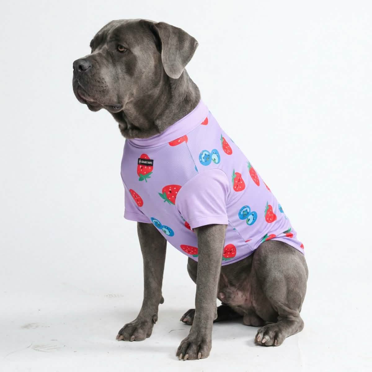 Sunblock Dog T-Shirt - Prints - Image 22