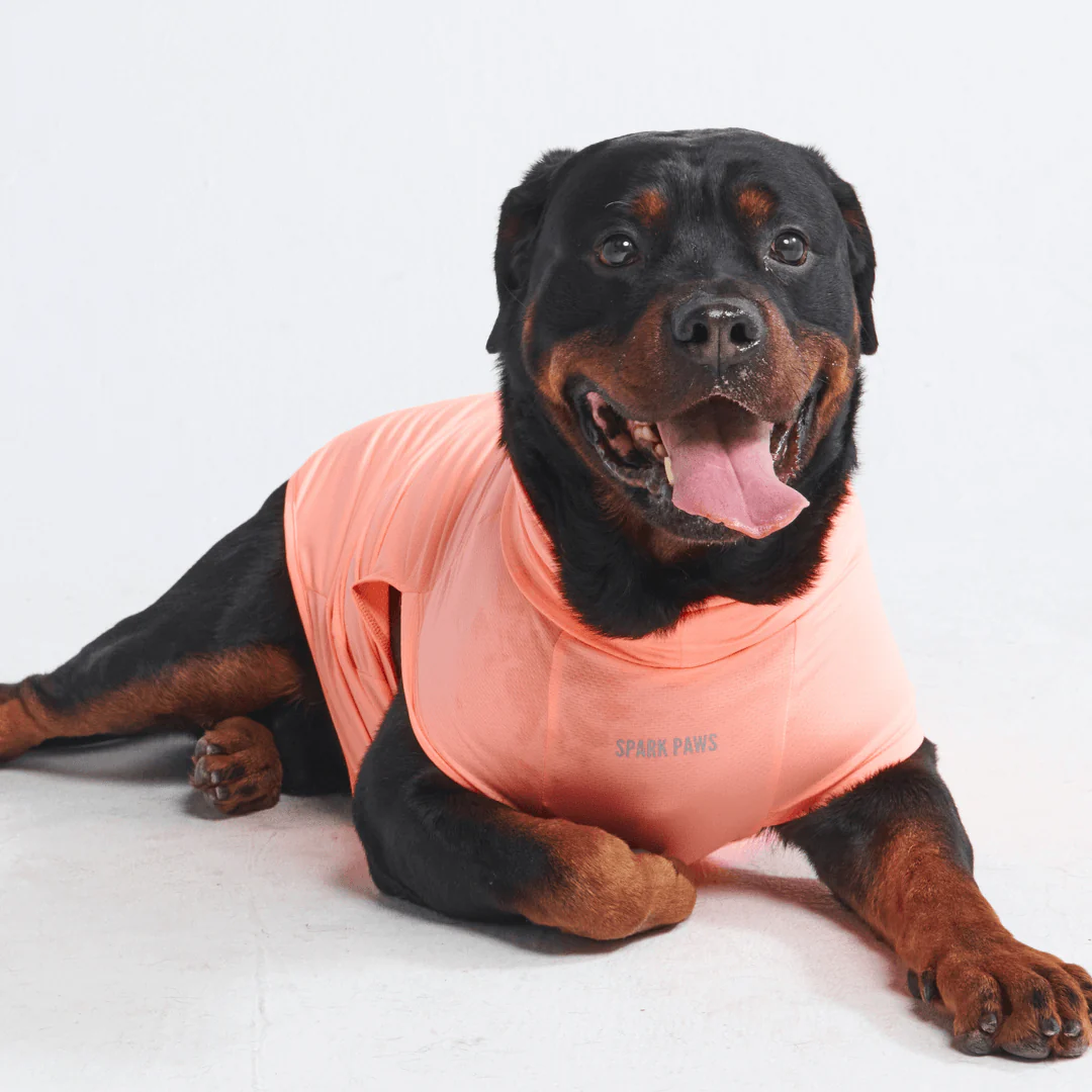 Sunblock Dog T-Shirts - Image 16