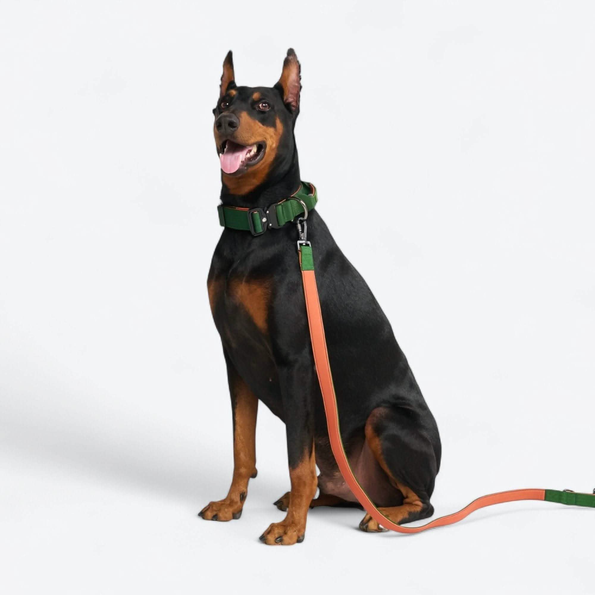 Comfort Control Dog Collar Sets - Image 108