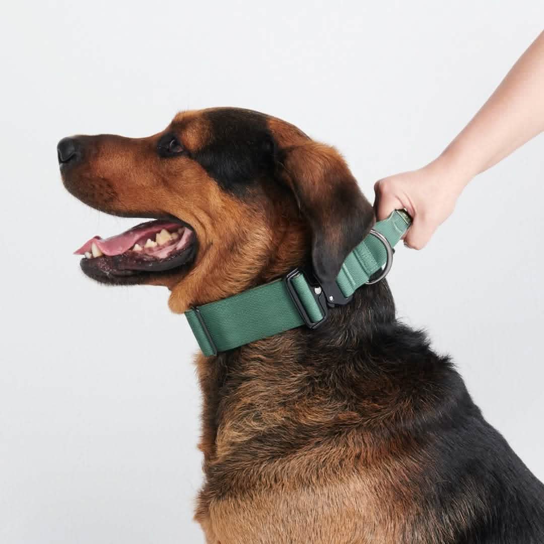 Comfort Control Dog Collar Sets - Image 48