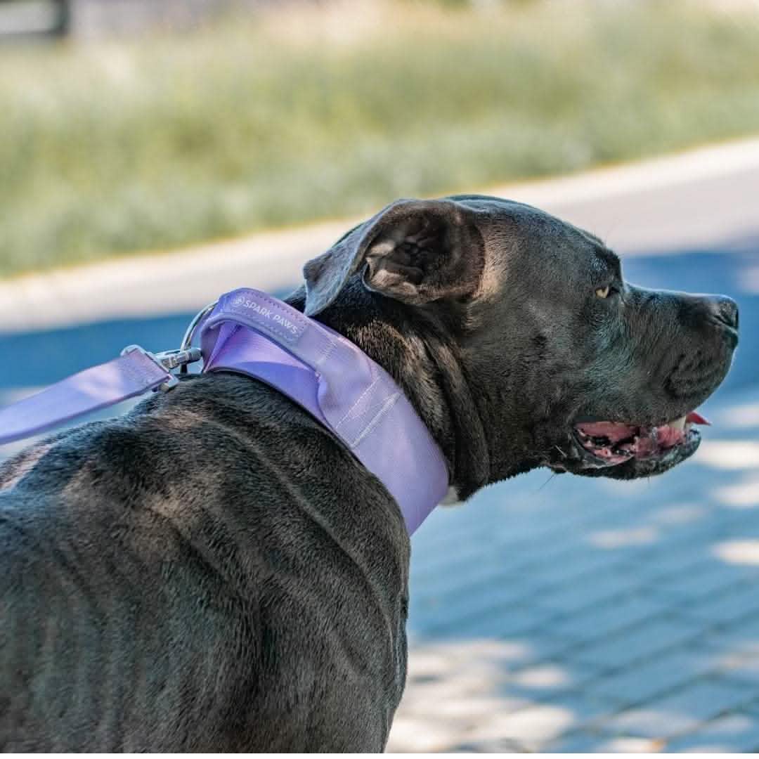 Comfort Control Dog Collar Sets - Image 73