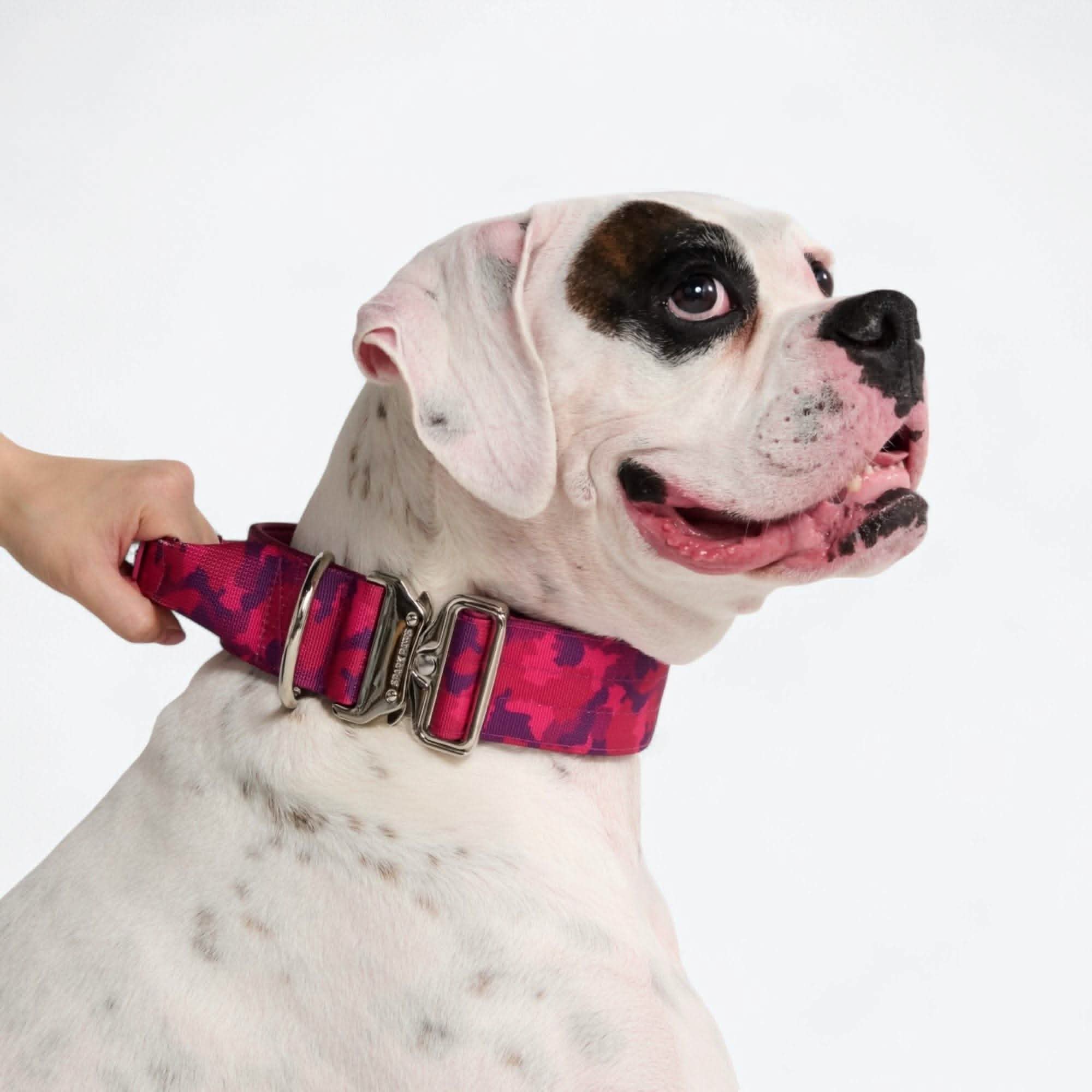 Comfort Control Dog Collar Sets - Image 80