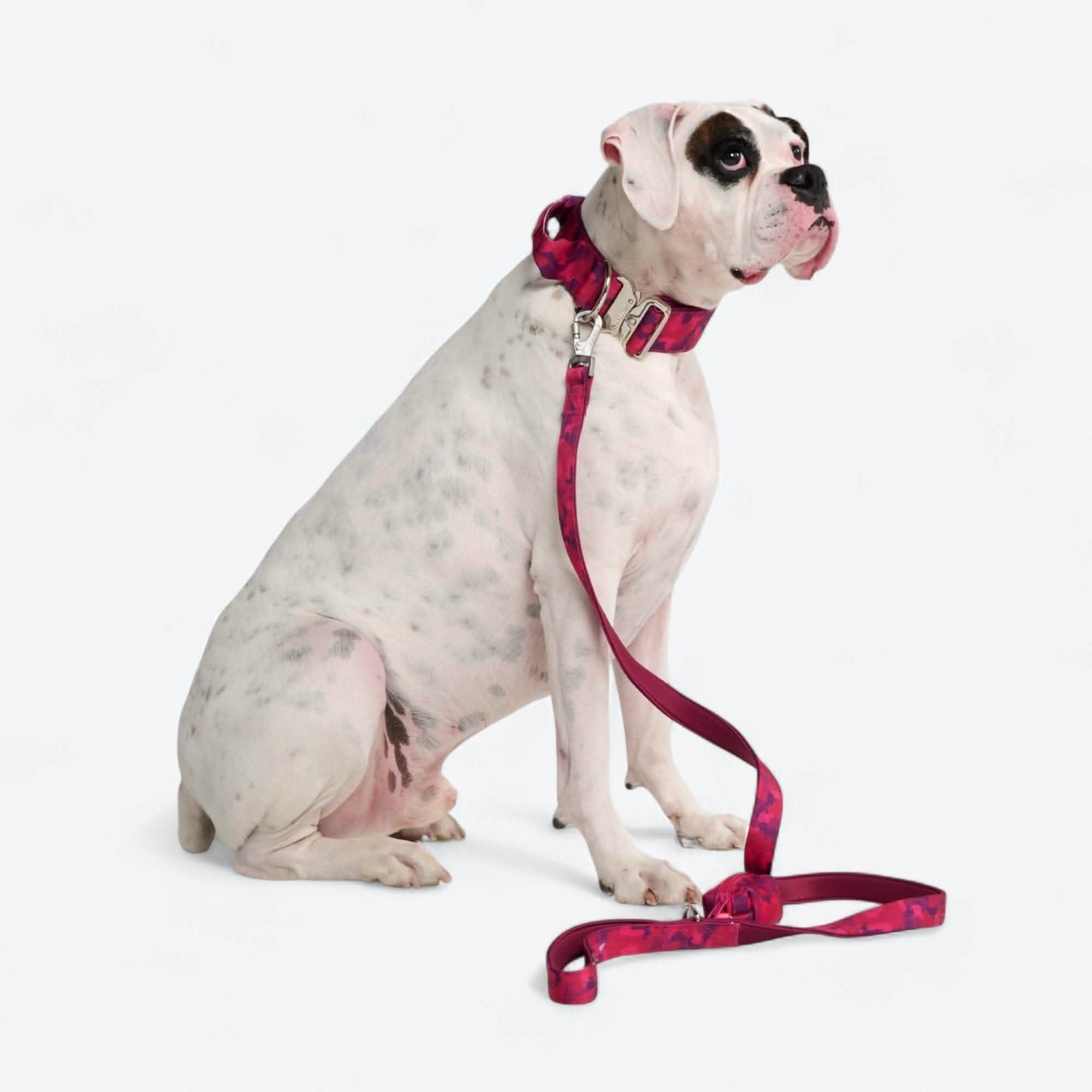 Comfort Control Dog Collar Sets - Image 87