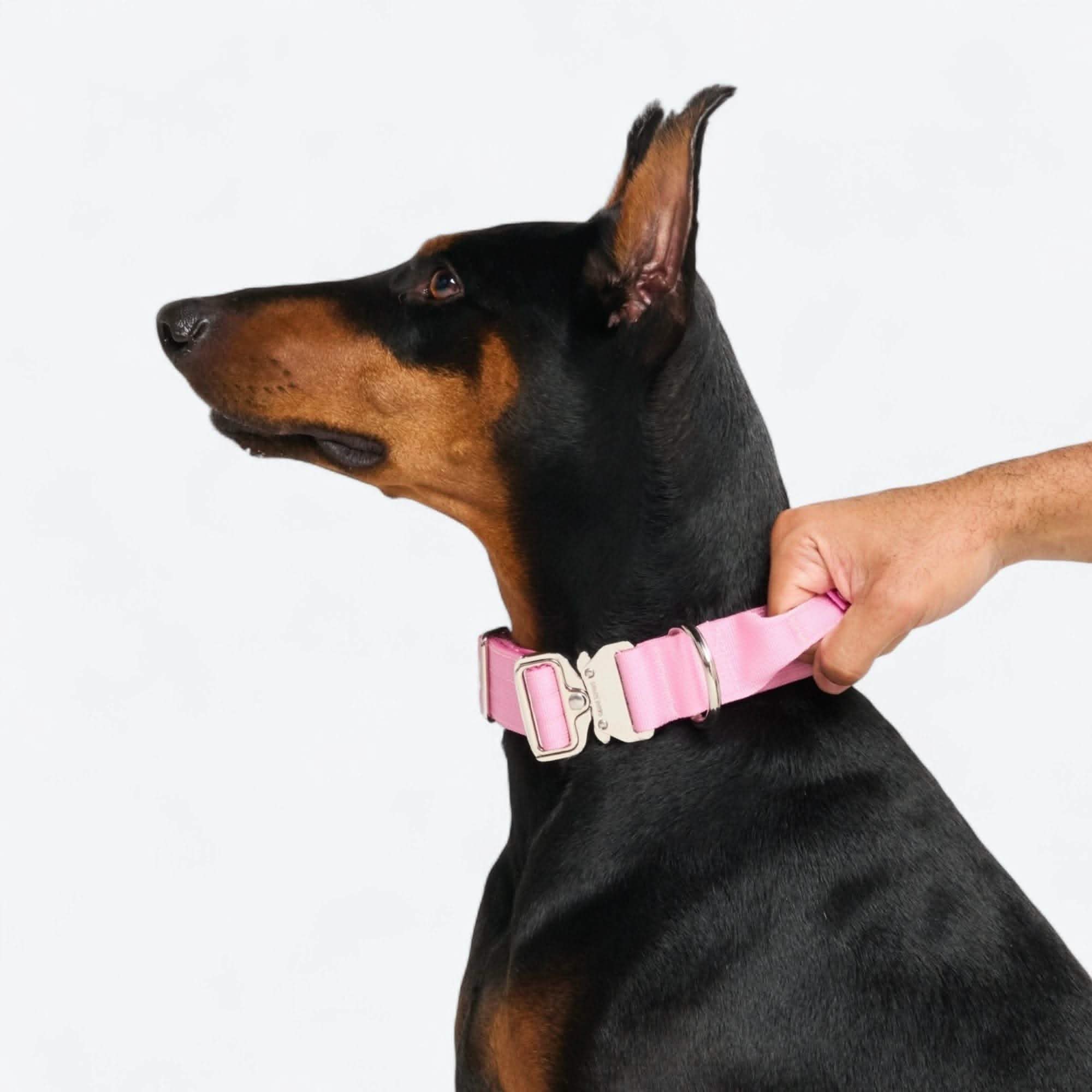 Comfort Control Dog Collar Sets - Image 88
