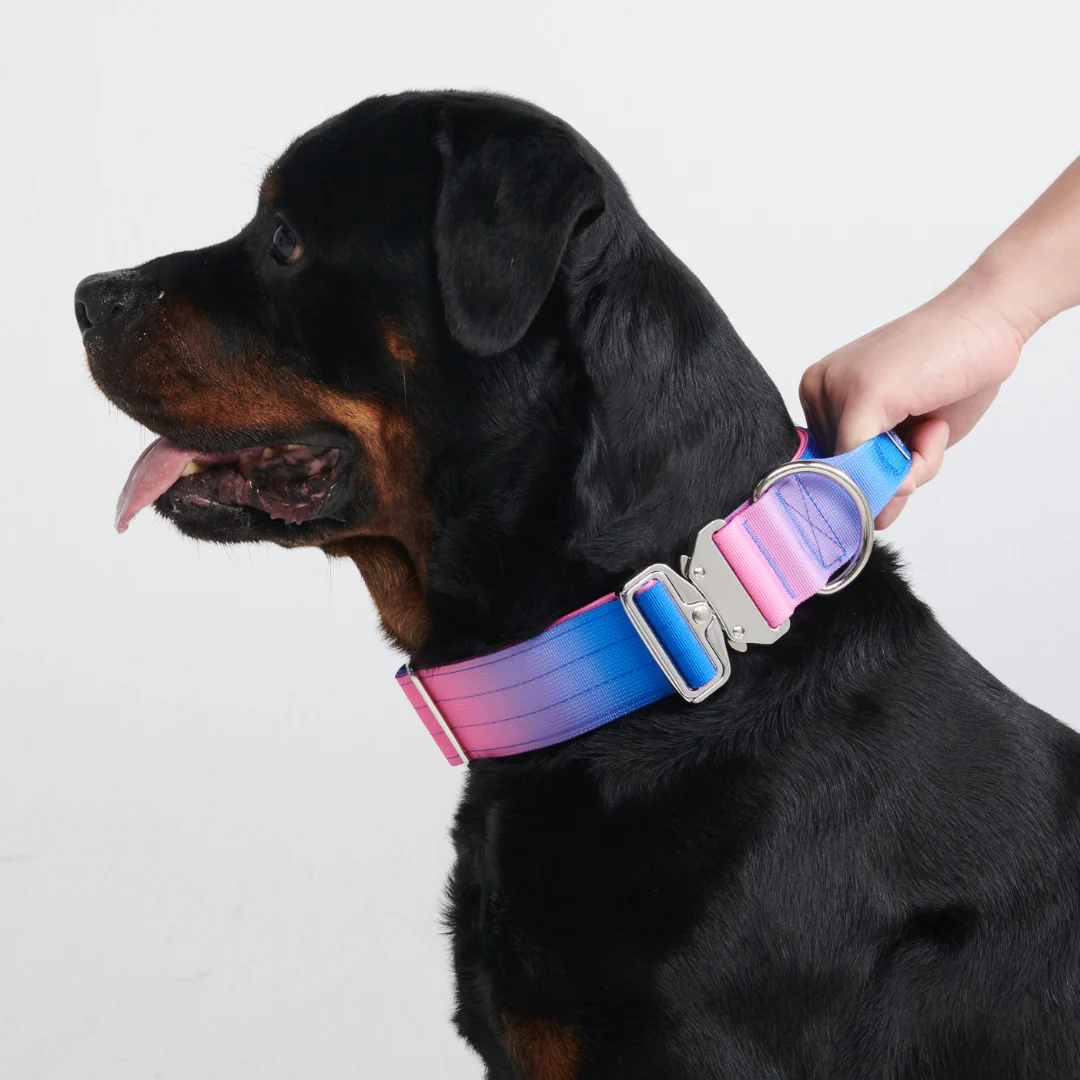 Comfort Control Collar Set - Snow Cone - Image 9