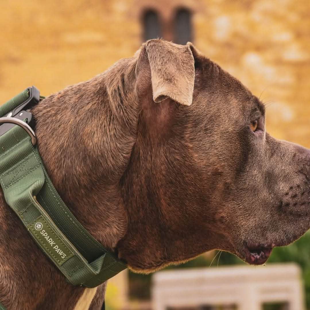 Comfort Control Collar Set - Army Green - Image 8