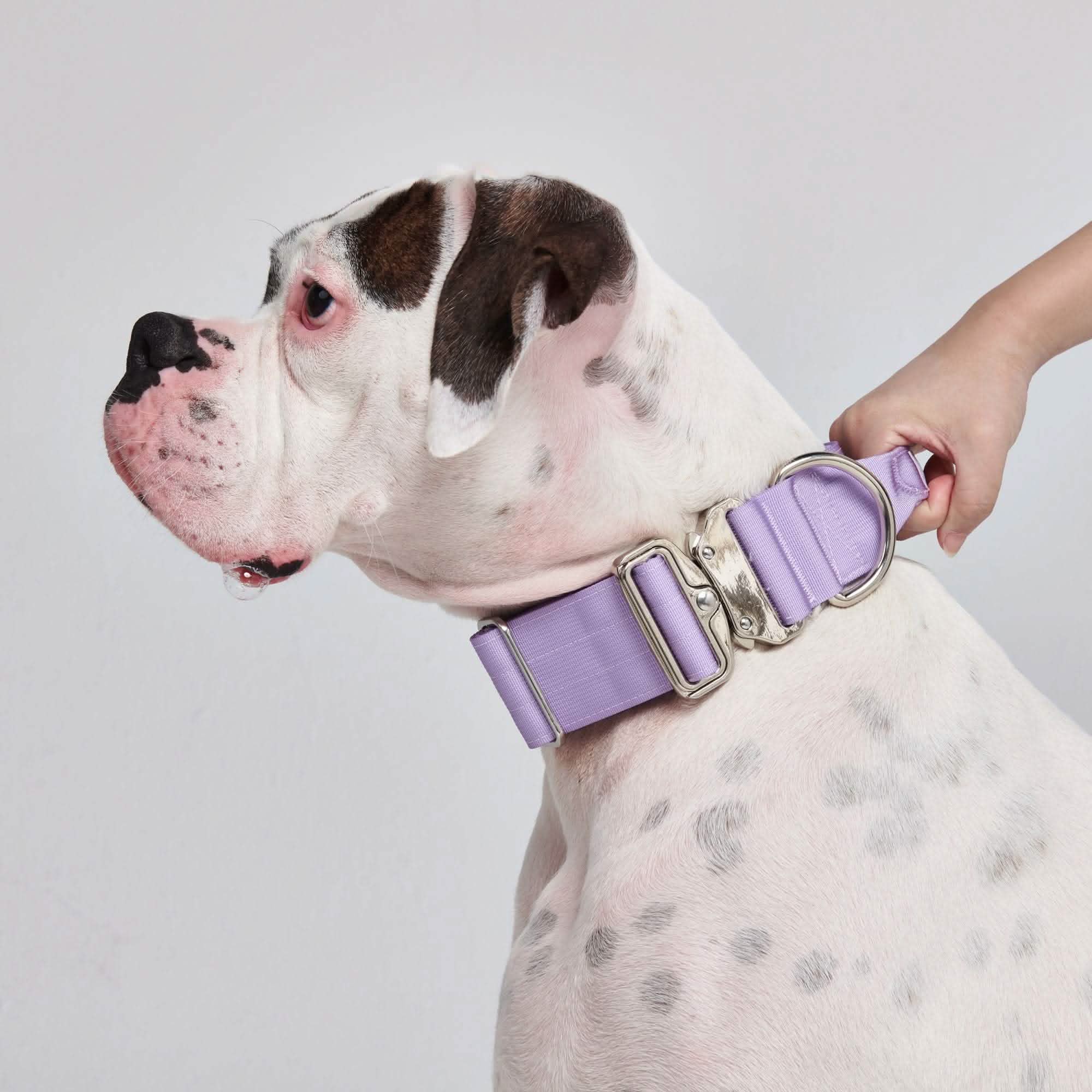 Comfort Control Collar Set - Lilac - Image 6