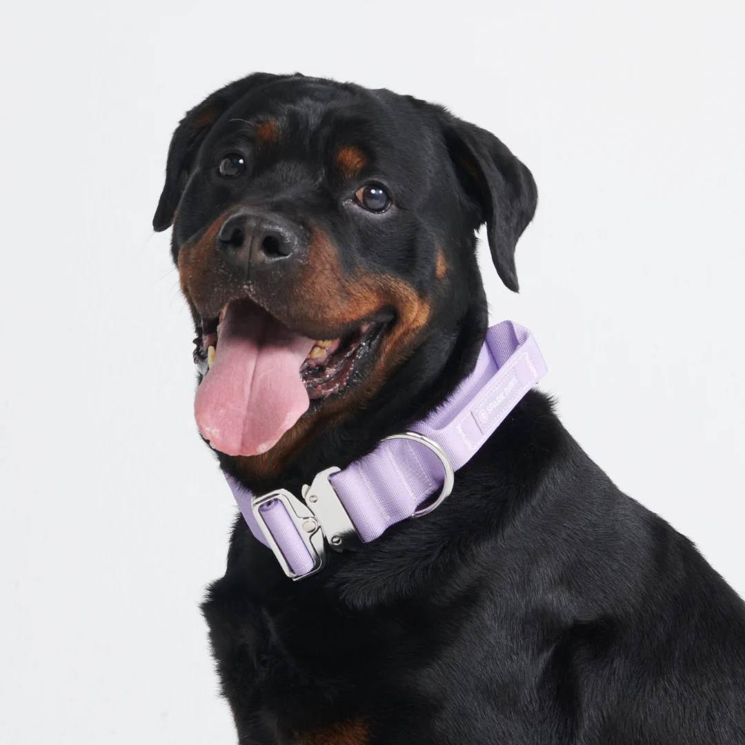 Comfort Control Collar - Lilac - Image 6