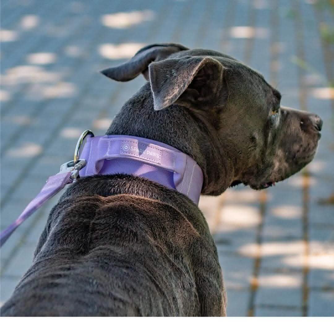 Comfort Control Collar - Lilac - Image 8