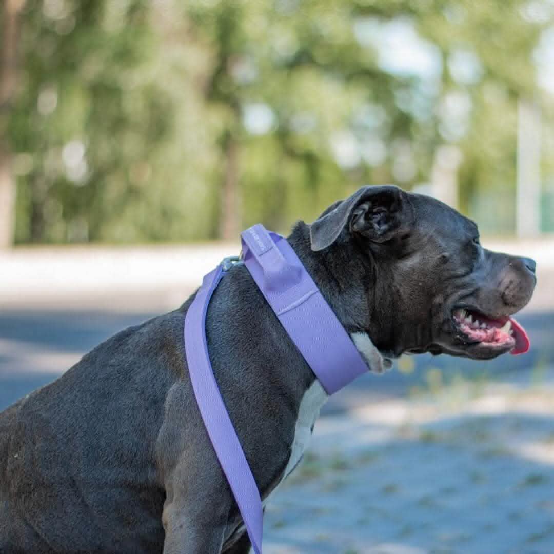 Comfort Control Collar - Lilac - Image 9