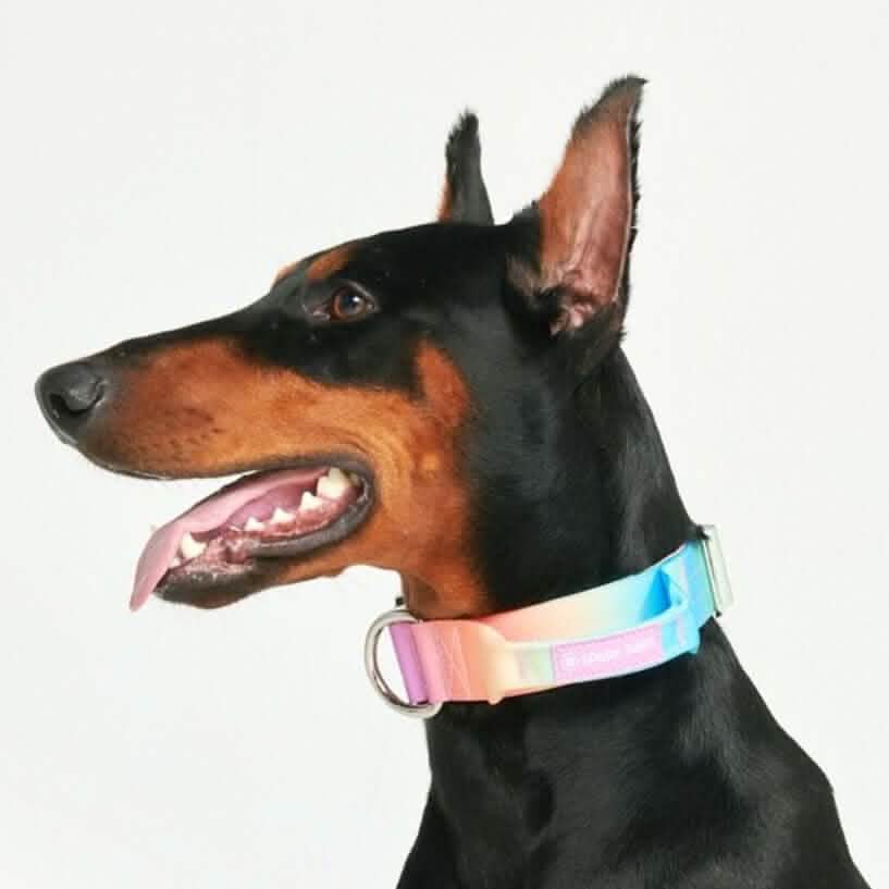 Comfort Control Dog Collars - Image 16