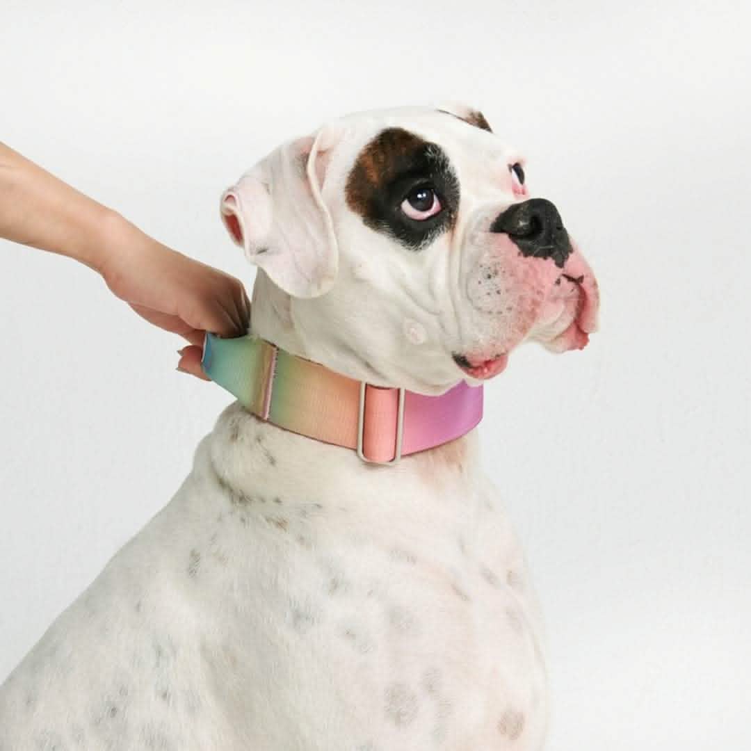 Comfort Control Dog Collars - Image 22