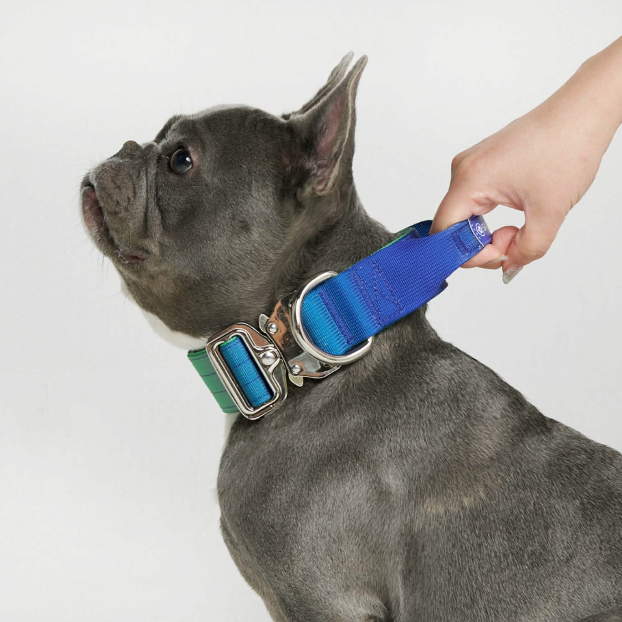 Comfort Control Dog Collars - Image 34