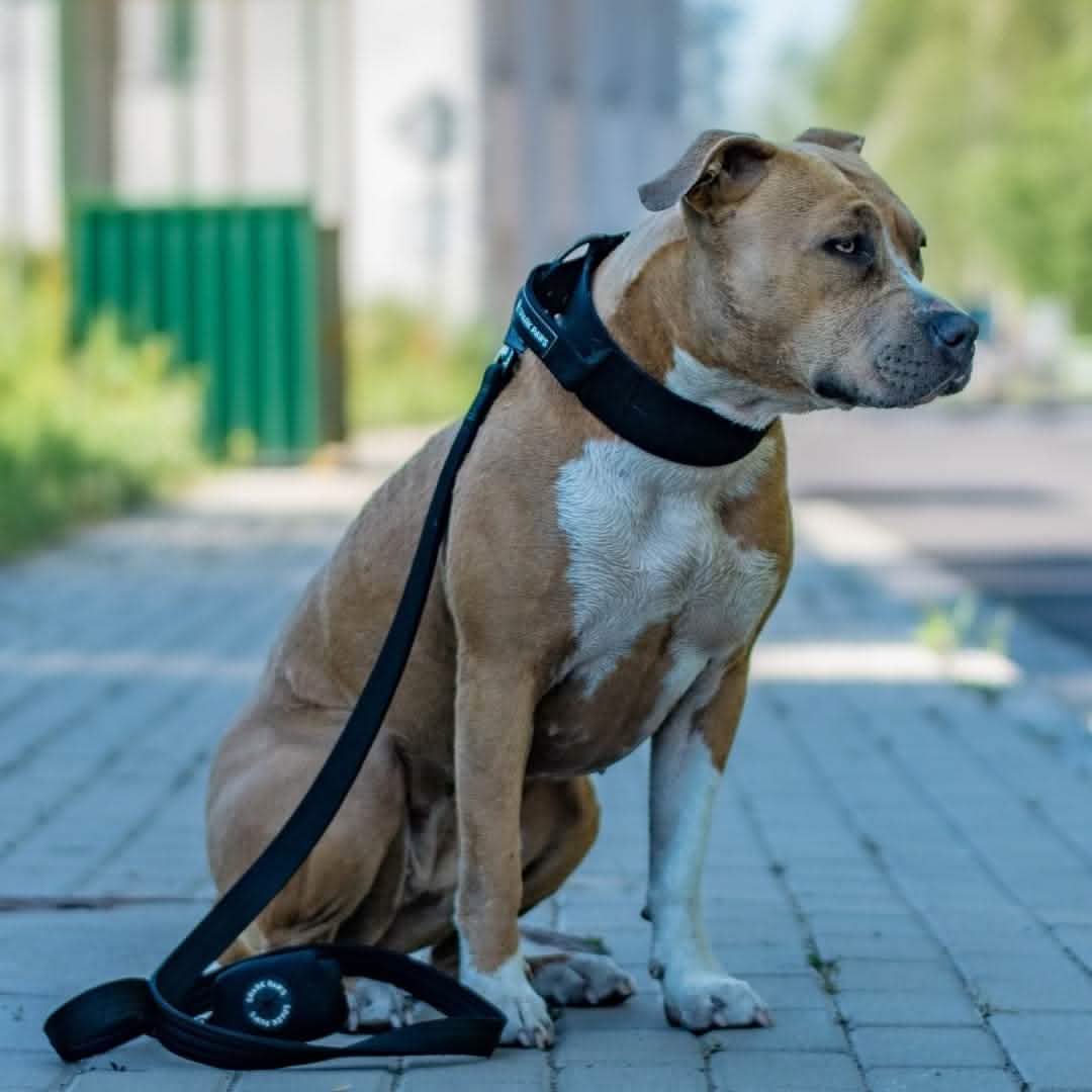 Comfort Control Dog Collars - Image 42