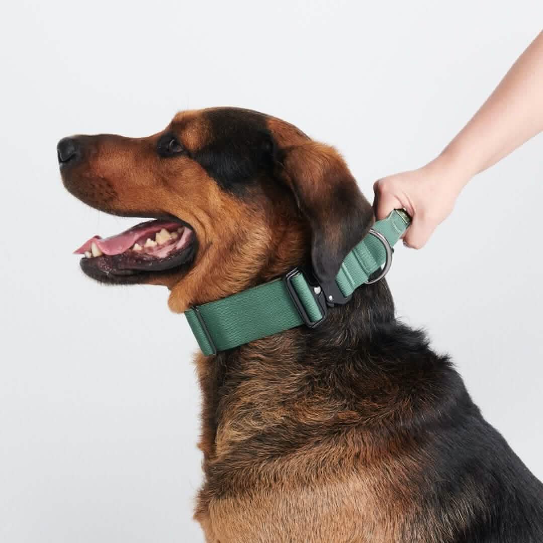 Comfort Control Dog Collars - Image 51