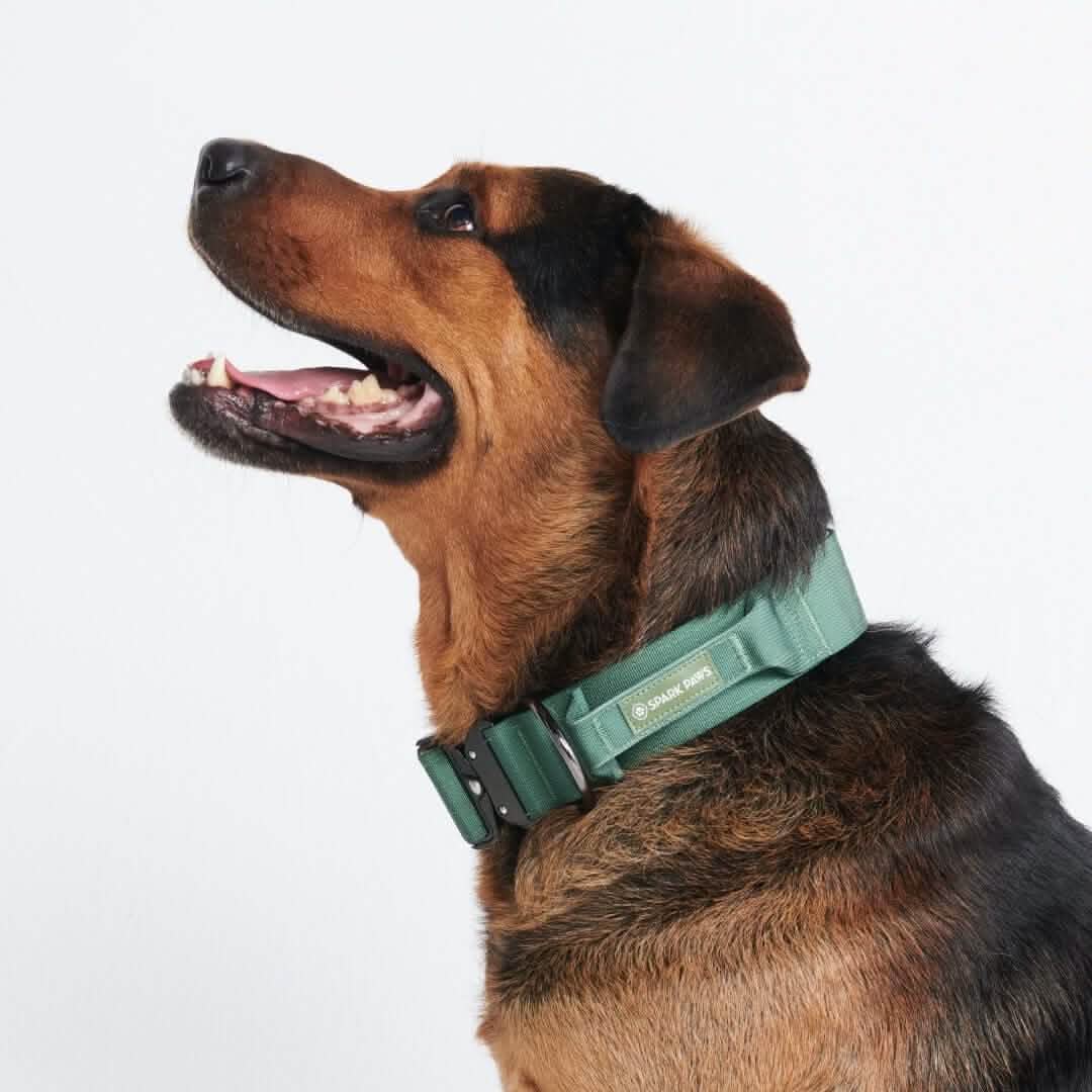 Comfort Control Dog Collars - Image 52