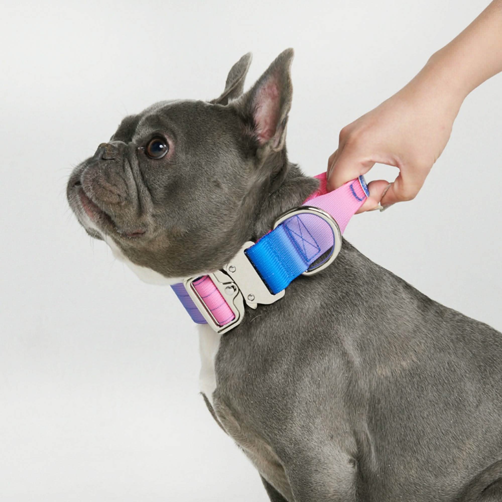 Comfort Control Dog Collars - Image 65