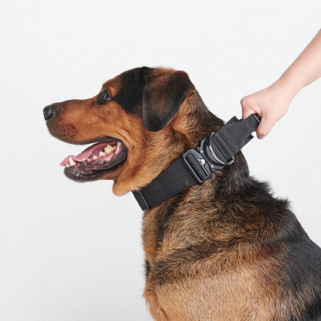 Comfort Control Collar - Black - Image 2
