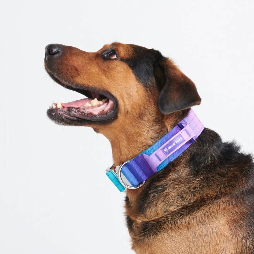 Comfort Control Collar - 90s Retro - Image 3