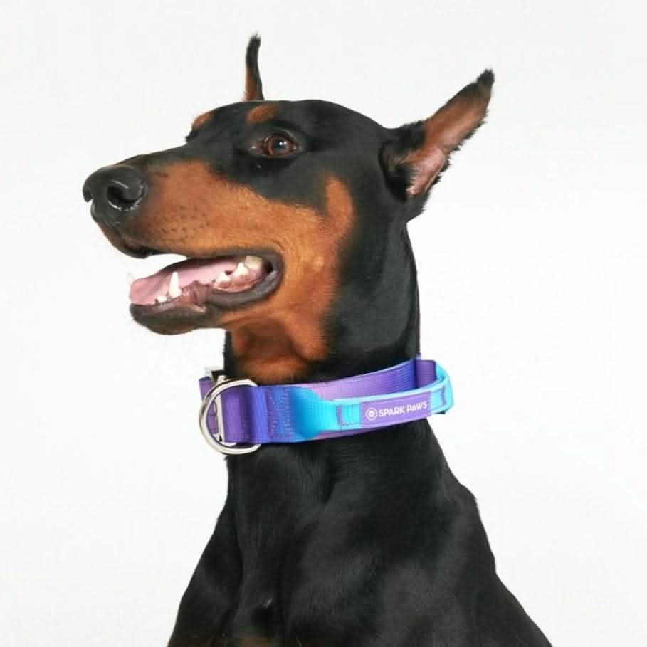 Comfort Control Collar - 90s Retro - Image 5