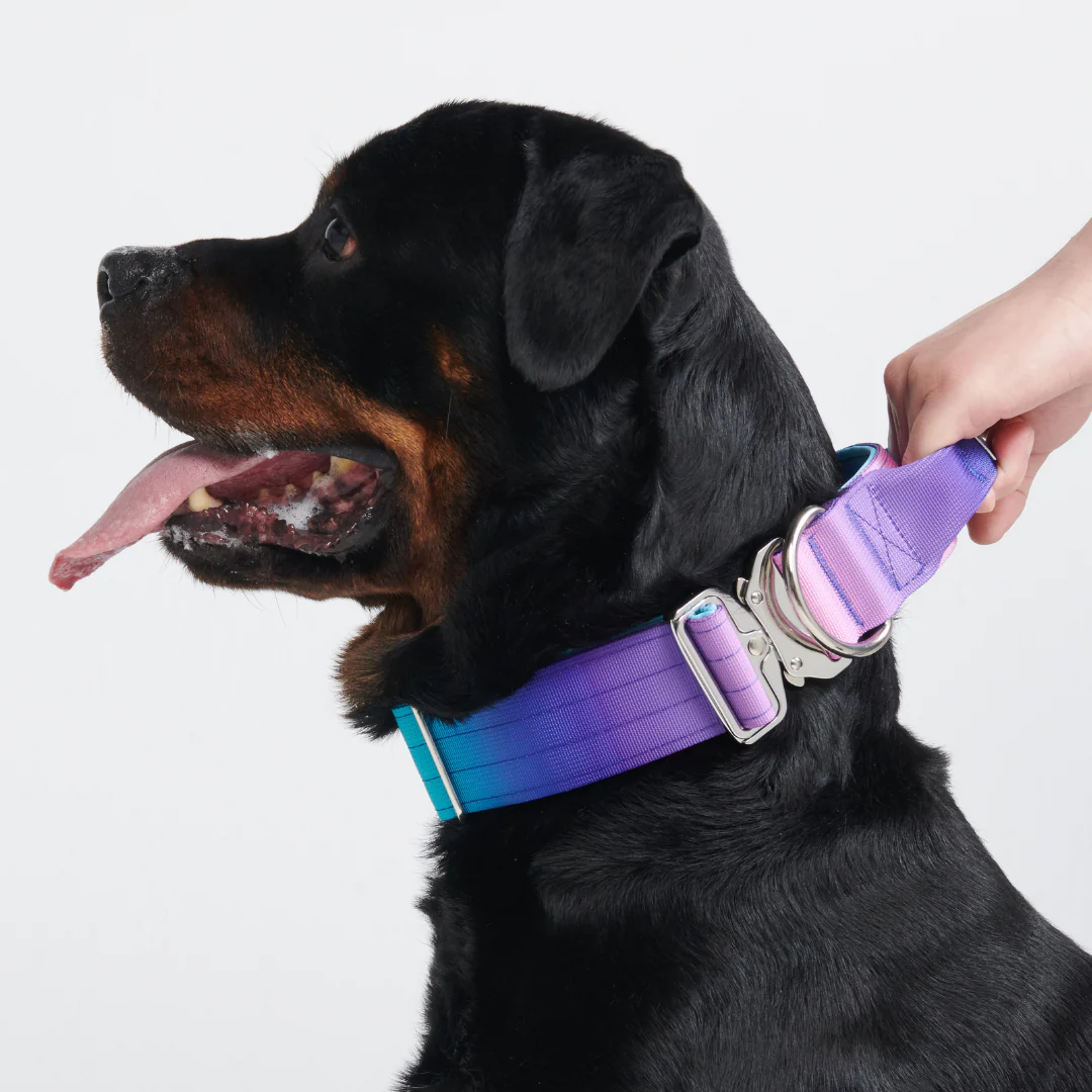 Comfort Control Collar - 90s Retro - Image 9