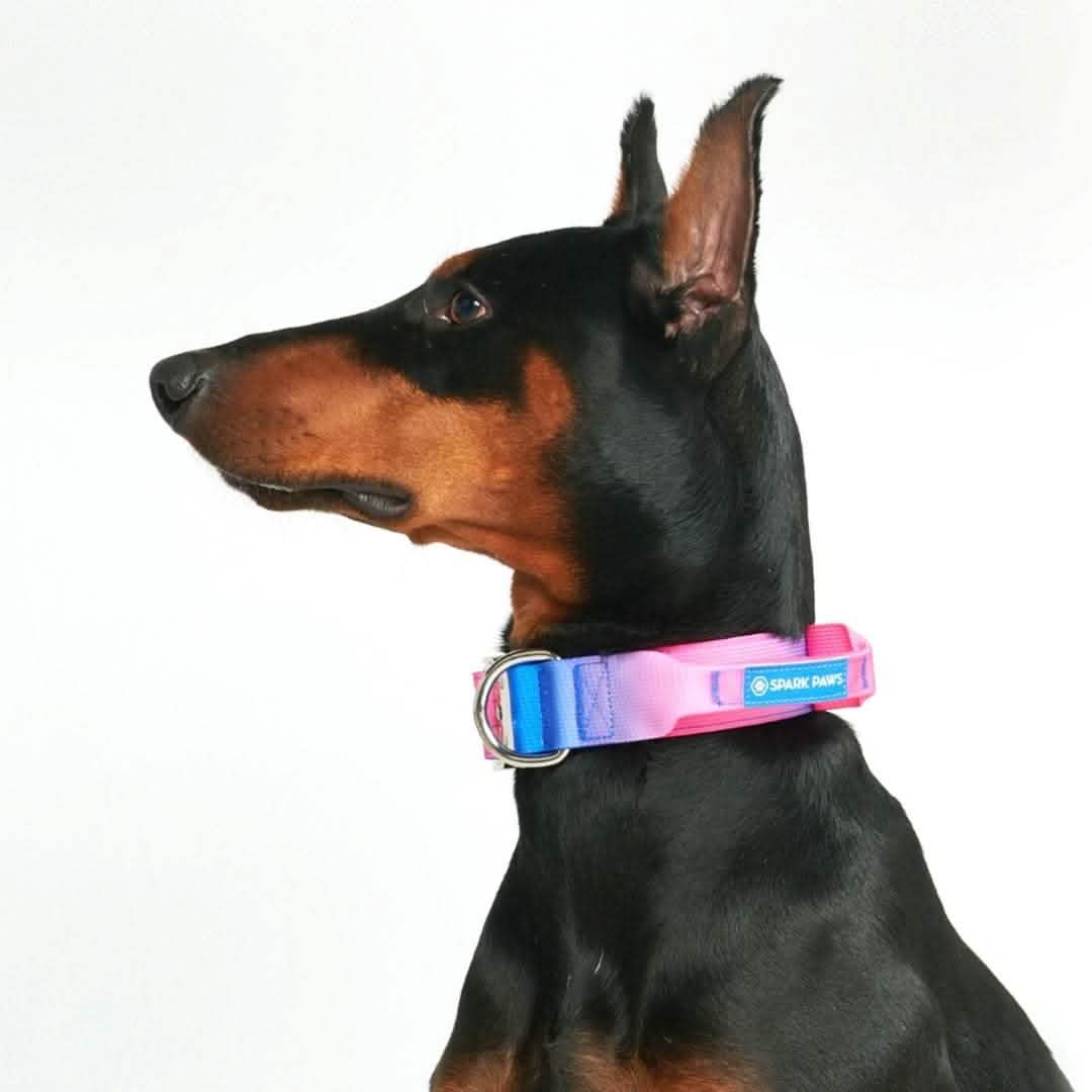 Comfort Control Collar - Snow Cone - Image 5