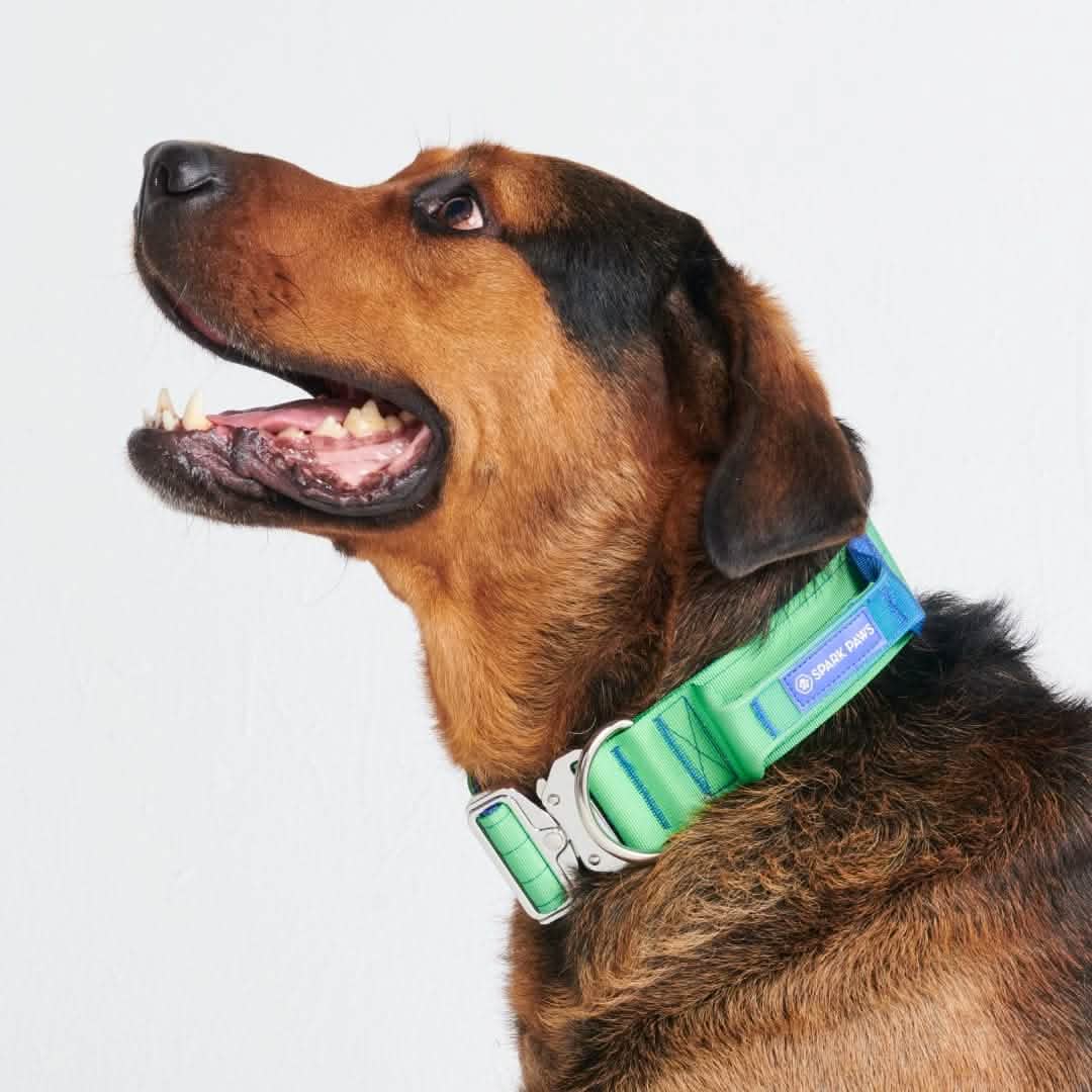 Comfort Control Collar - Lime Wave - Image 3