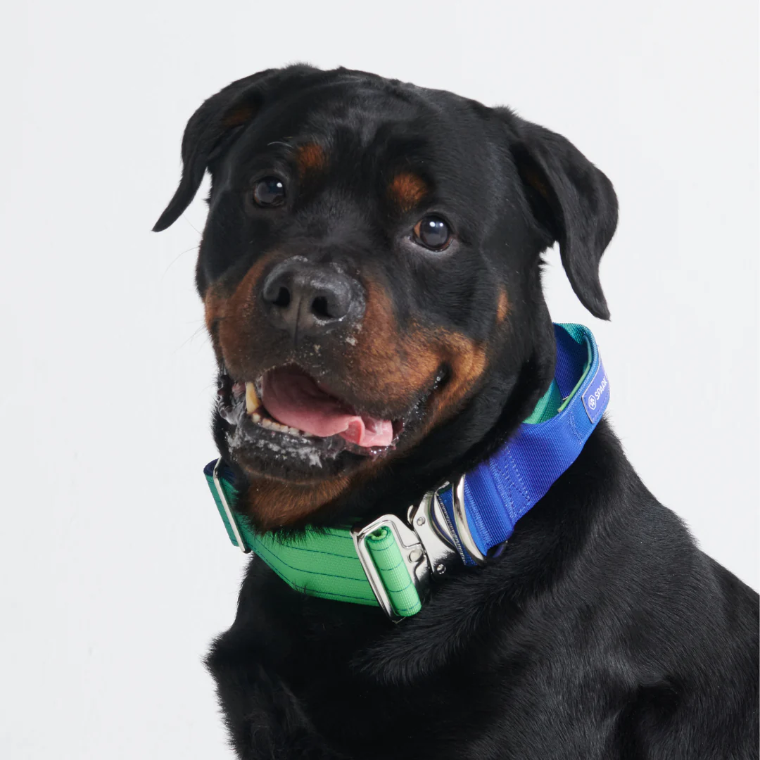 Comfort Control Collar - Lime Wave - Image 8