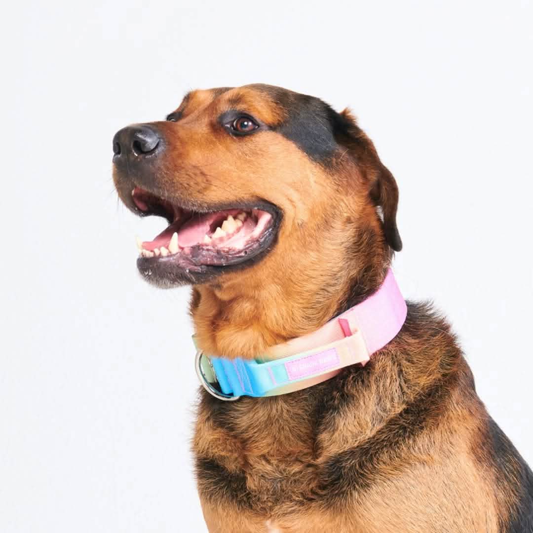 Comfort Control Collar - Pastel Icing - Image 4