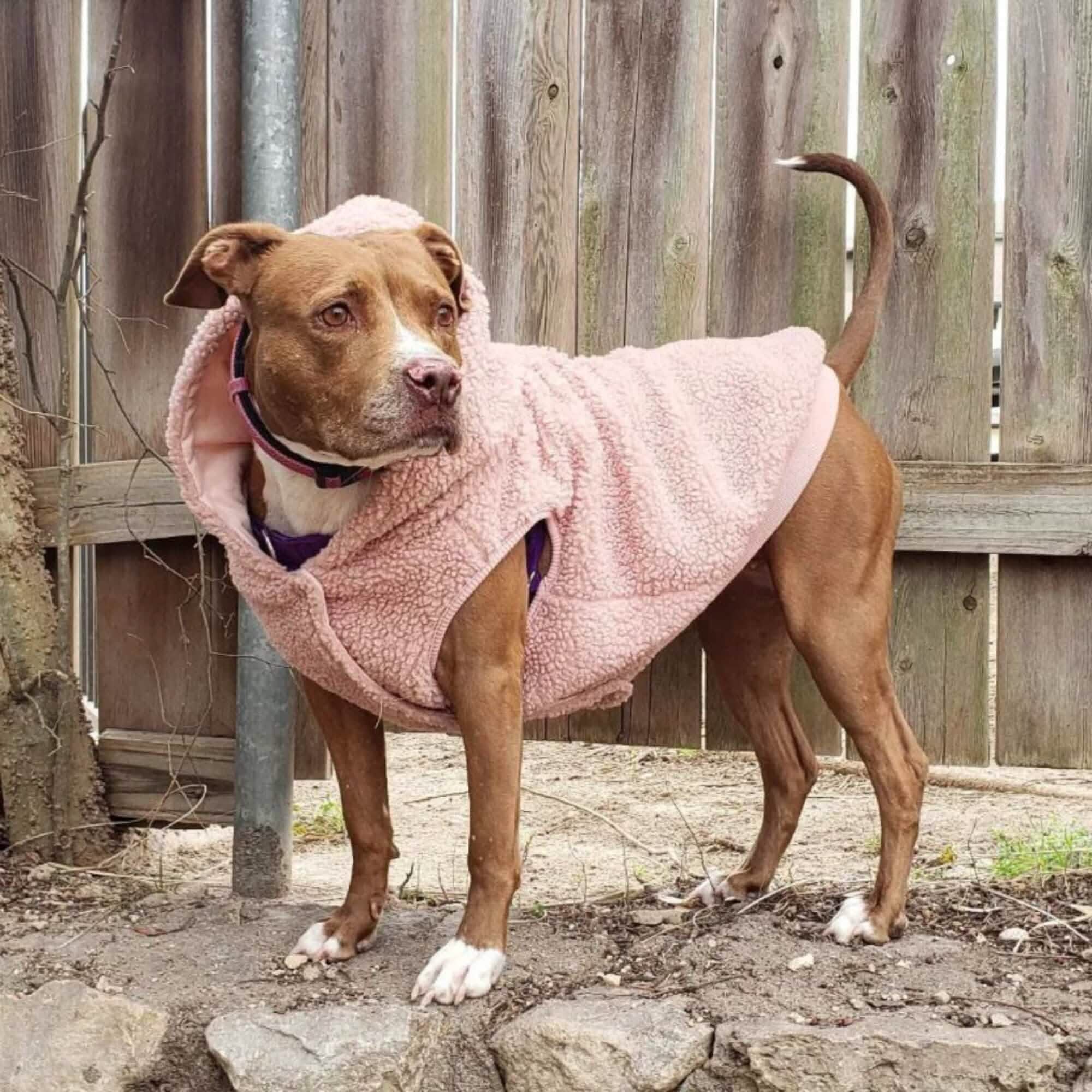 Teddy Sherpa Dog Jackets - Image 32