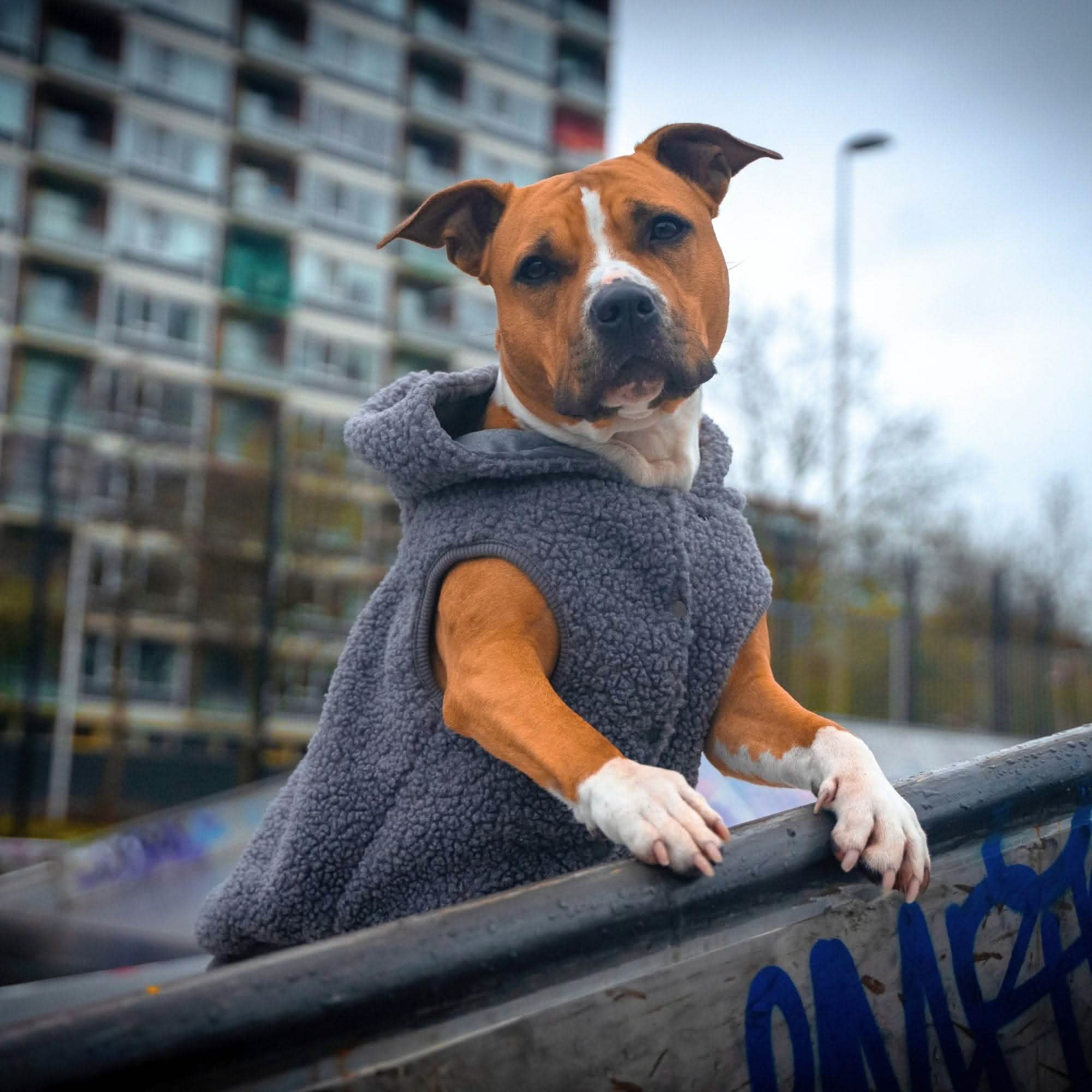 Teddy Sherpa Dog Jackets - Image 19
