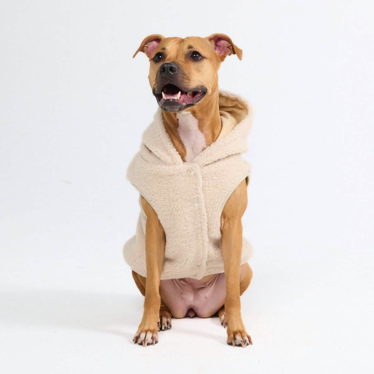 Teddy Sherpa Dog Jacket - Beige - Image 7