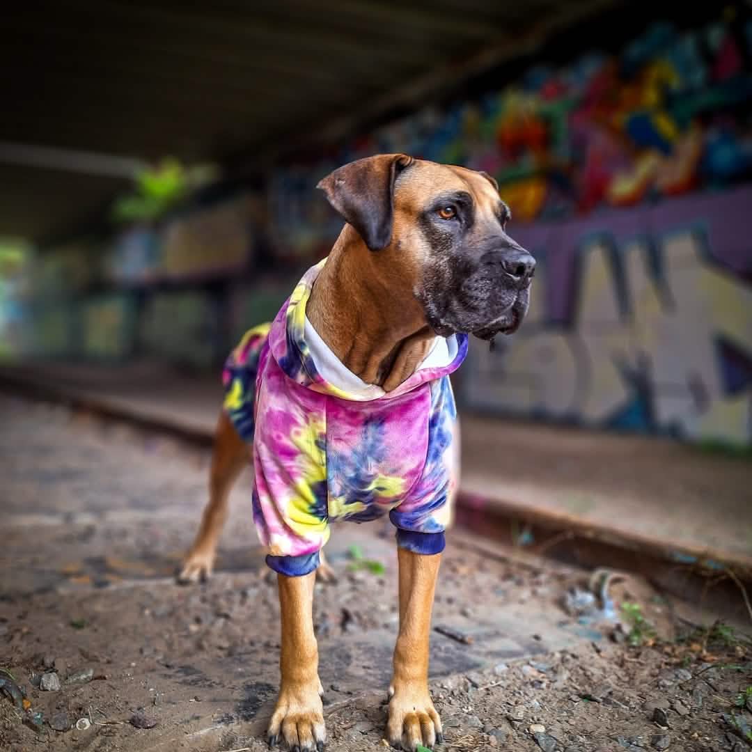 Velvet Dog Hoodie - Berry Lemonade - Image 13